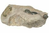 Crotalocephalina, Paralejurus & Reedops Trilobite Association #191741-1